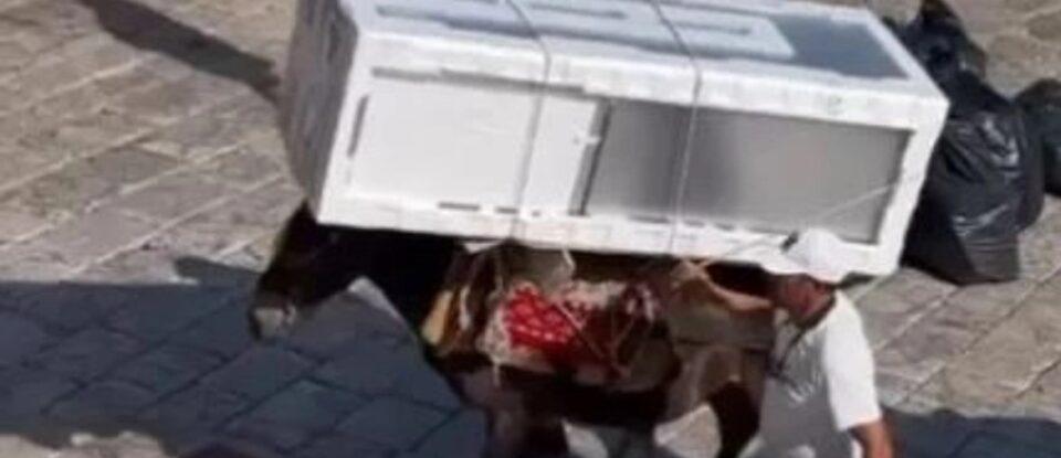 Ύδρα: Σάλος με γαϊδουράκι που κουβαλάει ψυγείο