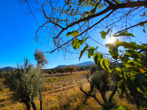 Καιρός: Ηλιόλουστος και με σταθερές θερμοκρασίες