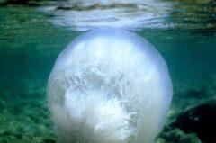 Μέδουσες: Δίχτυα προστασίας σε επτά δήμους της Στερεάς Ελλάδας